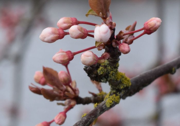 Ready-to-Blossom Ready-to-Blossom